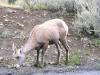PICTURES/Yellowstone National Park - Day 1/t_Mountain Sheep1.JPG
